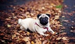 策划巴哥最新爆料视频,揭秘策划背后的秘密与惊喜